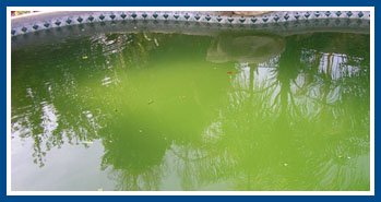 Green Pool Cleaning Ahwatukee