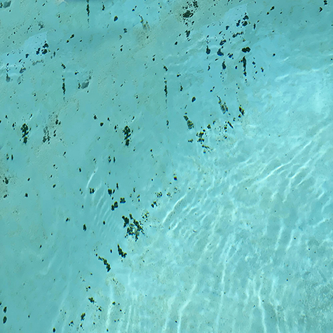 black-algae-removal-in-ahwatukee-arizona