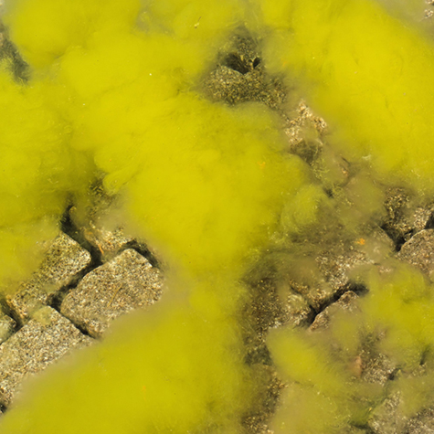 yellow-algae-removal-in-ahwatukee-az