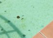 What Kills Mustard Algae In A Swimming Pool