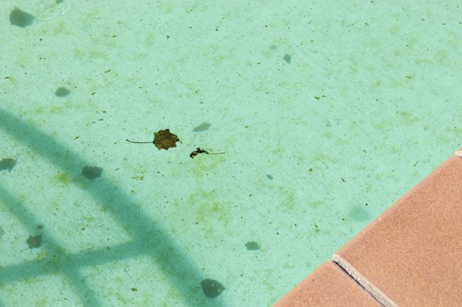 What Kills Mustard Algae In A Swimming Pool