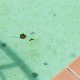 What Kills Mustard Algae In A Swimming Pool