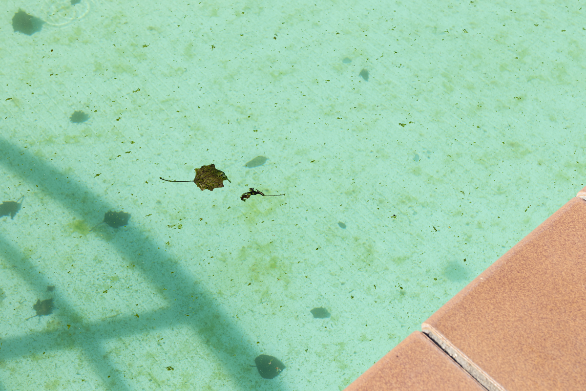 What Kills Mustard Algae In A Swimming Pool